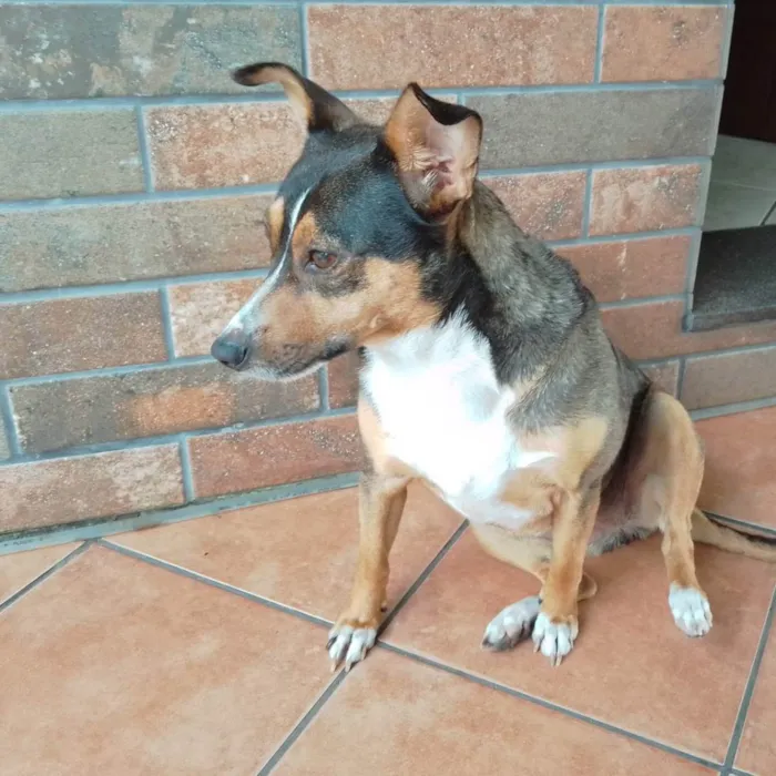 Cachorro ra a Vira lata idade 5 anos nome Cacau