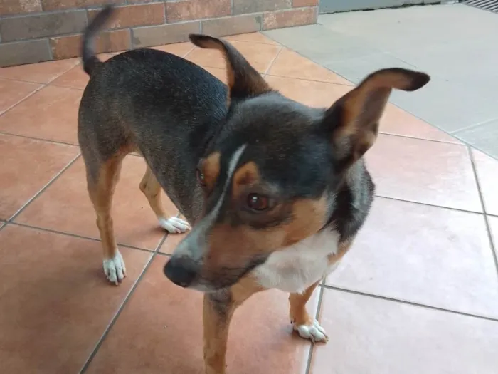 Cachorro ra a Vira lata idade 5 anos nome Cacau