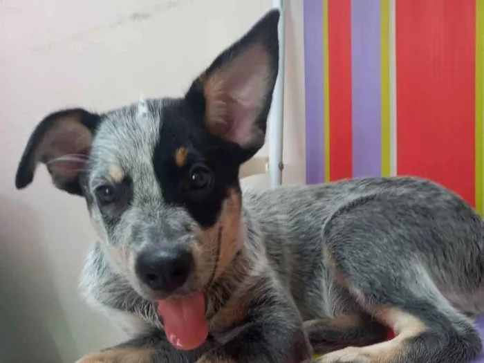 Cachorro ra a Blue heleer idade 2 a 6 meses nome Blue