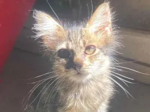 Gato raça Felina idade 2 a 6 meses nome Não tem ainda