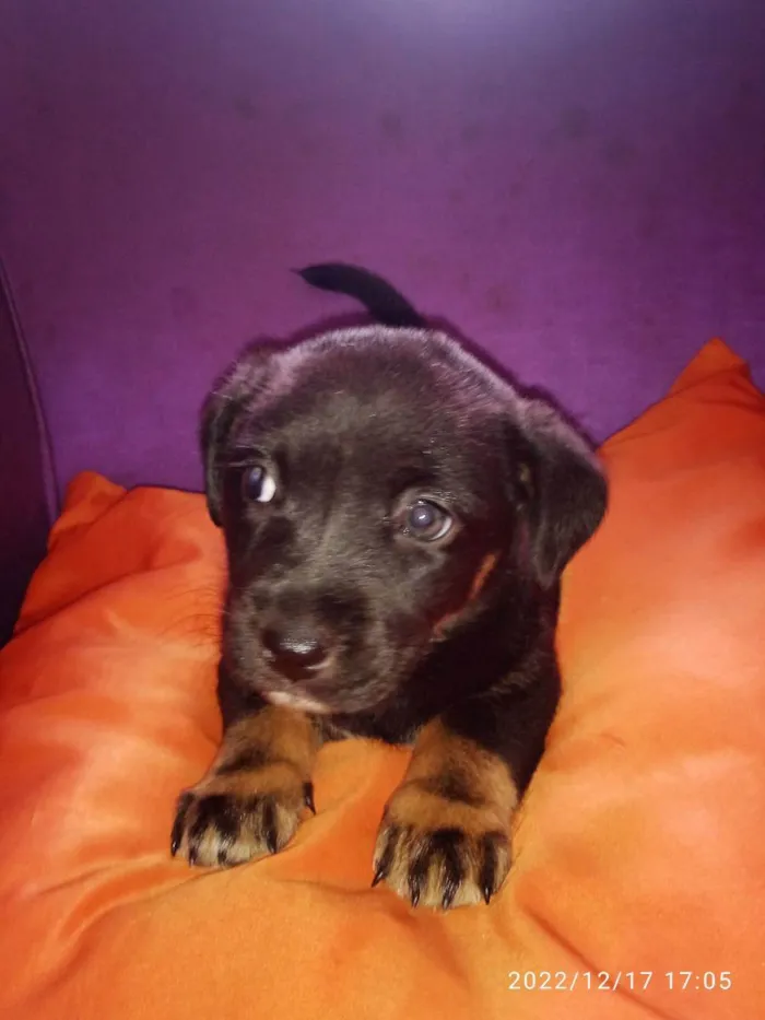 Cachorro ra a Vira lata idade Abaixo de 2 meses nome Não tem 