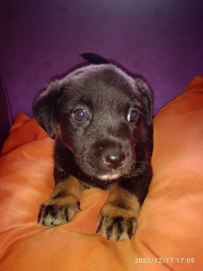 Cachorro ra a Vira lata idade Abaixo de 2 meses nome Não tem 