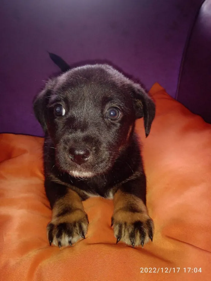 Cachorro ra a Vira lata idade Abaixo de 2 meses nome Não tem 