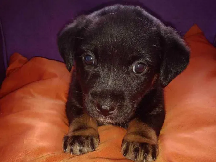 Cachorro ra a Vira lata idade Abaixo de 2 meses nome Não tem 