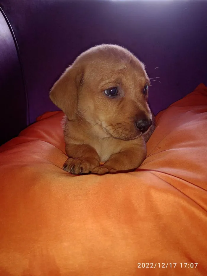 Cachorro ra a Vira lata idade Abaixo de 2 meses nome Não tem 