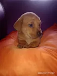 Não tem