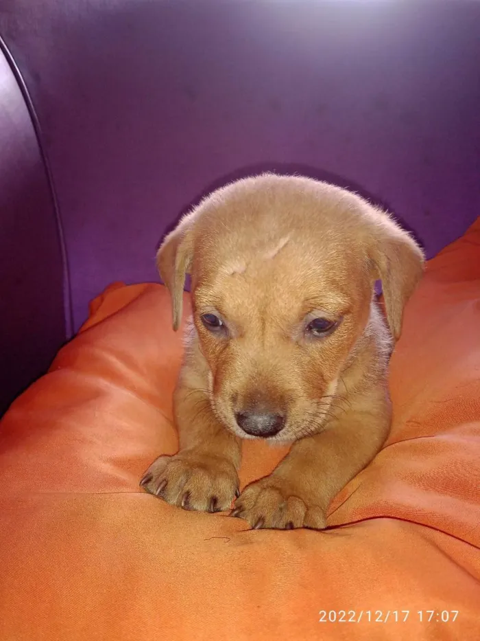 Cachorro ra a Vira lata idade Abaixo de 2 meses nome Não tem 