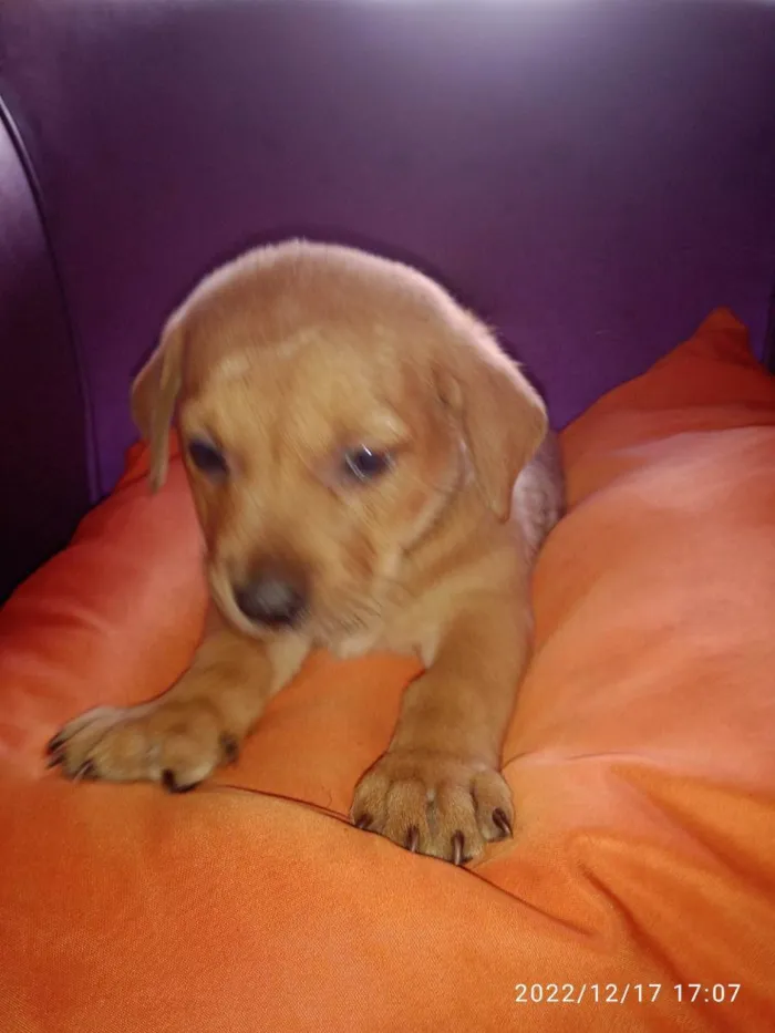 Cachorro ra a Vira lata idade Abaixo de 2 meses nome Não tem 