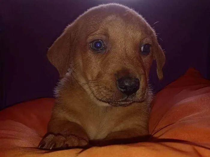 Cachorro ra a Vira lata idade Abaixo de 2 meses nome Não tem 