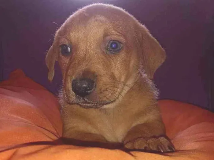 Cachorro ra a Vira lata idade Abaixo de 2 meses nome Não tem 