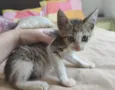 Gatito