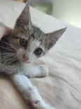Gatito