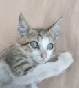 Gatito