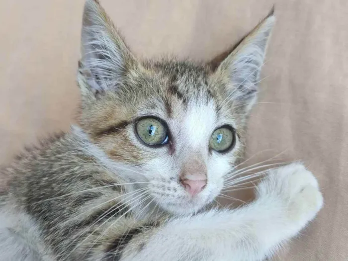 Gato ra a SRD idade Abaixo de 2 meses nome Gatito