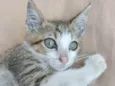 Gatito