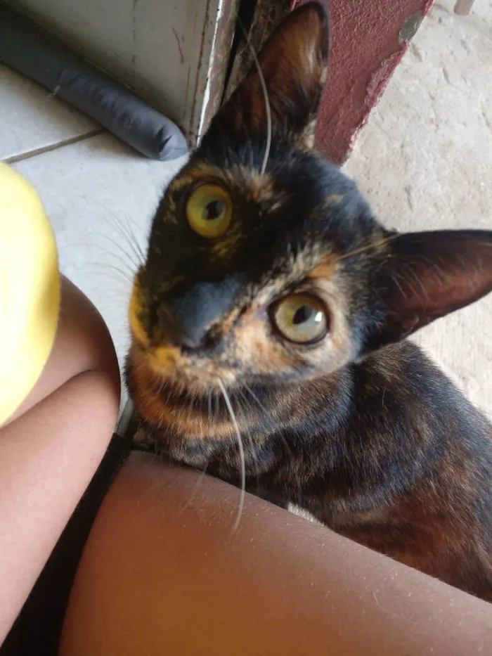 Gato raça SRD idade 2 a 6 meses nome Tigresa, oe e Aurora
