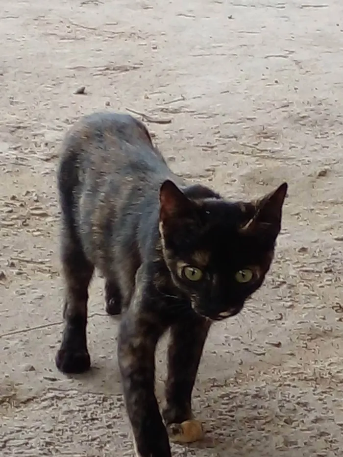 Gato raça SRD idade 2 a 6 meses nome Tigresa, oe e Aurora