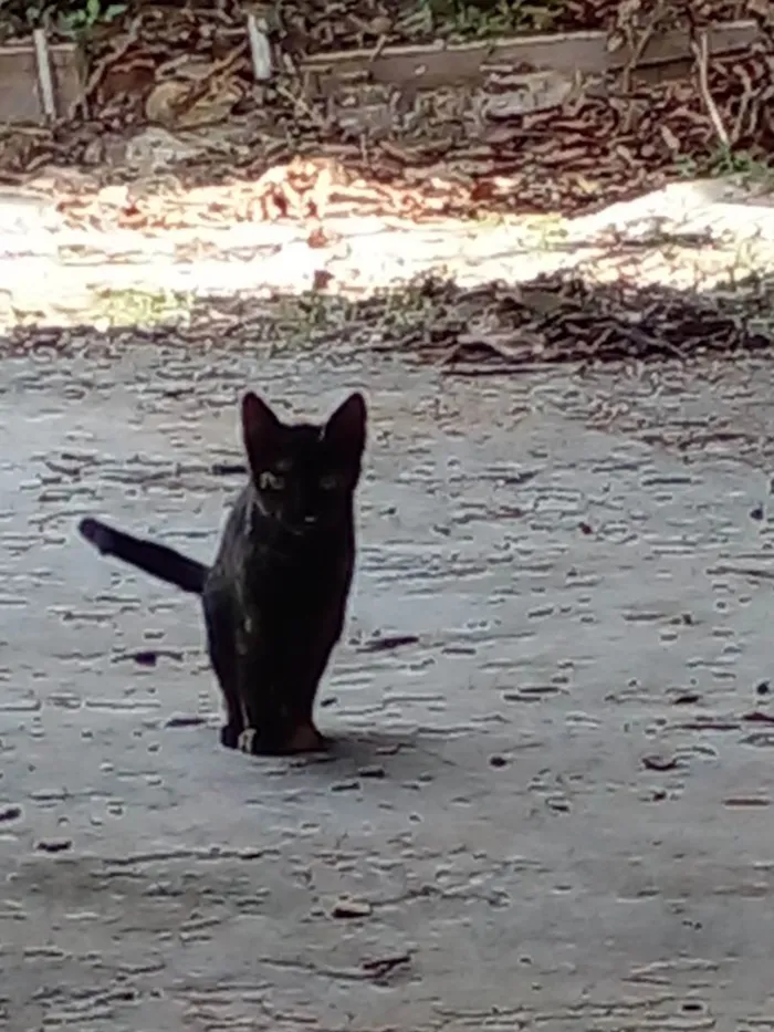Gato raça SRD idade 2 a 6 meses nome Tigresa, oe e Aurora