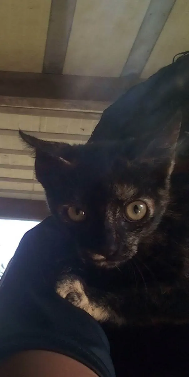 Gato raça SRD idade 2 a 6 meses nome Tigresa, oe e Aurora