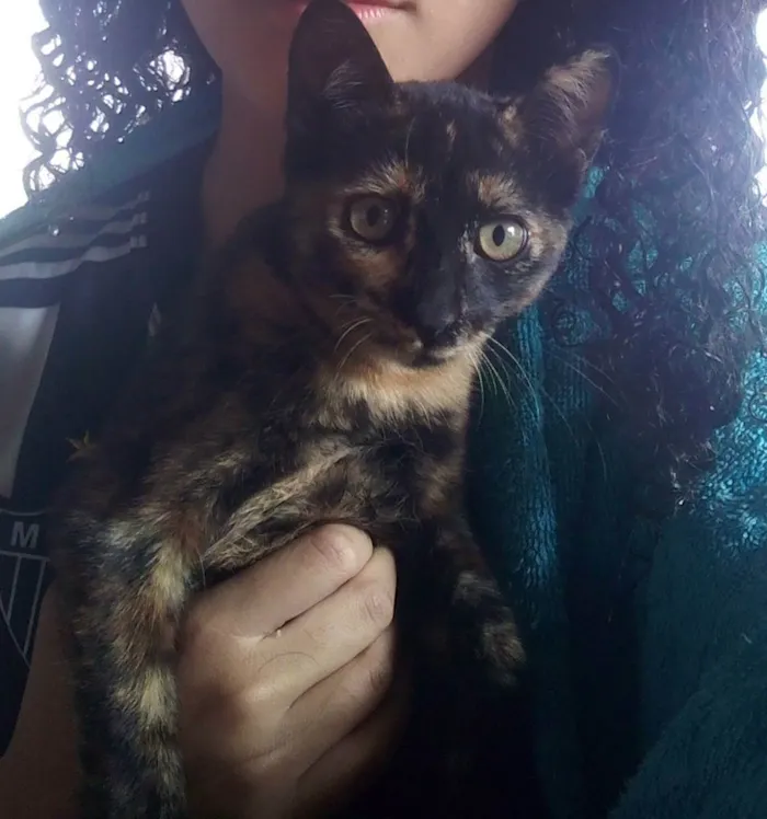 Gato raça SRD idade 2 a 6 meses nome Tigresa, oe e Aurora