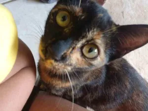 Gato raça SRD idade 2 a 6 meses nome Tigresa, oe e Aurora