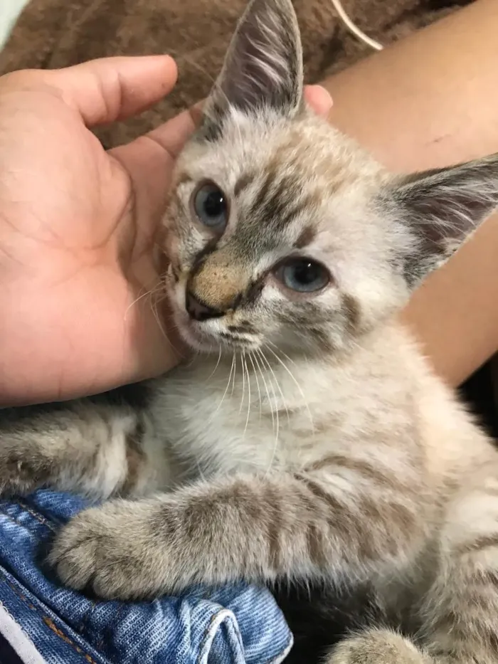 Gato ra a Vira lata idade 2 a 6 meses nome Piquininha