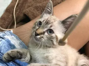 Gato raça Vira lata idade 2 a 6 meses nome Piquininha