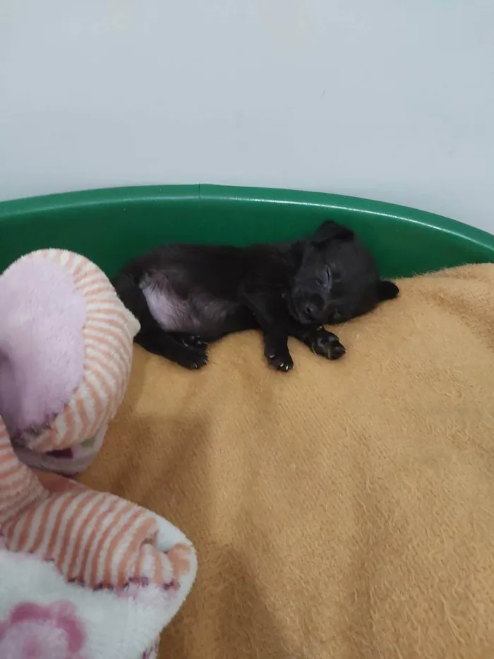 Cachorro raça SRD idade Abaixo de 2 meses nome Cloe