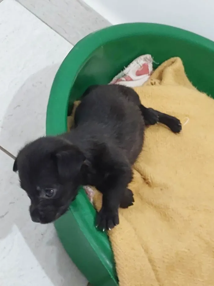 Cachorro raça SRD idade Abaixo de 2 meses nome Cloe