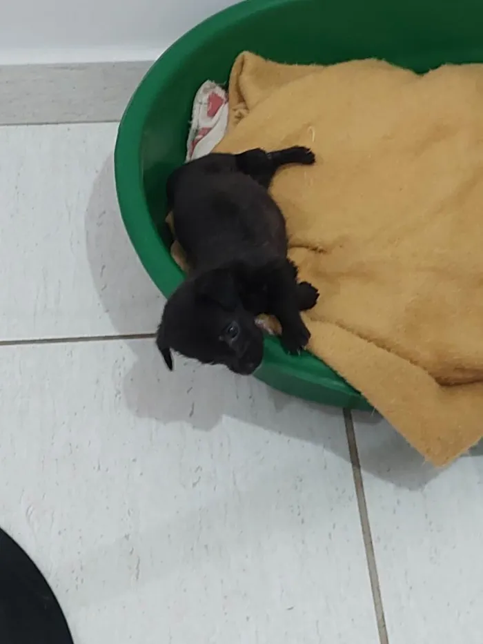 Cachorro raça SRD idade Abaixo de 2 meses nome Cloe