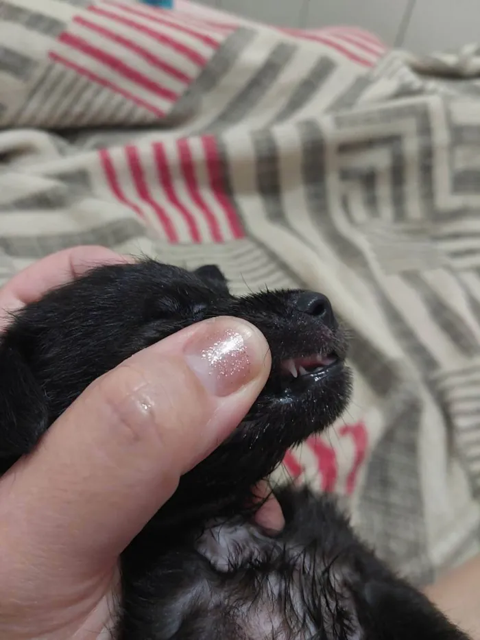 Cachorro raça SRD idade Abaixo de 2 meses nome Cloe