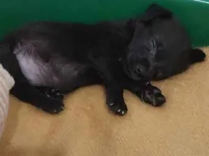 Cachorro raça SRD idade Abaixo de 2 meses nome Cloe