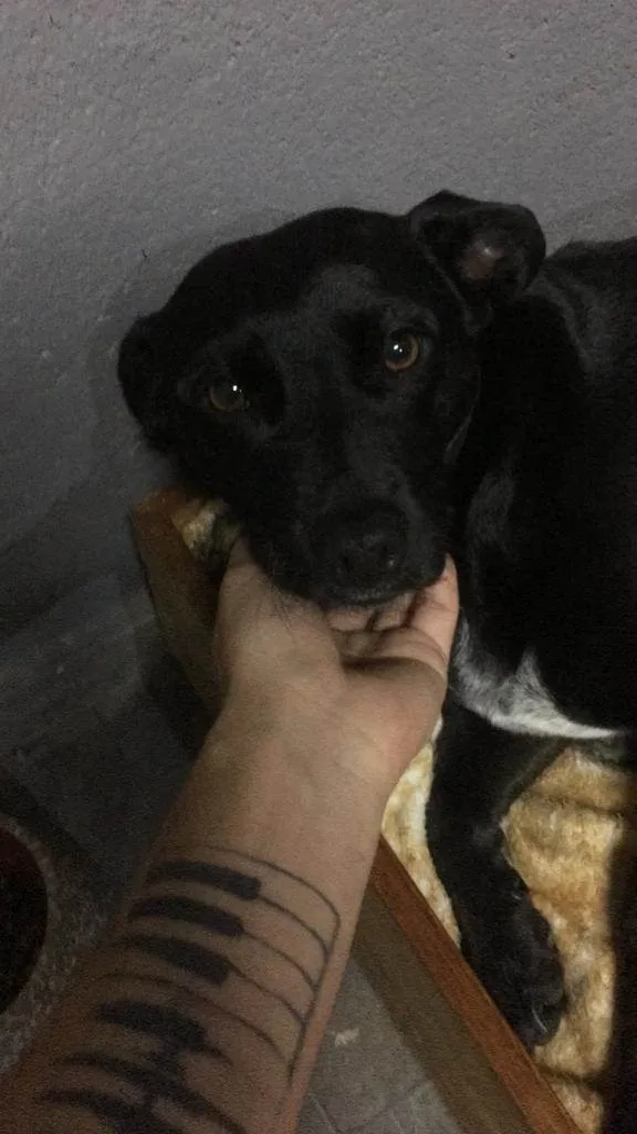 Cachorro ra a SRD idade 3 anos nome Bisteca