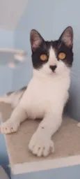 MAGGIE