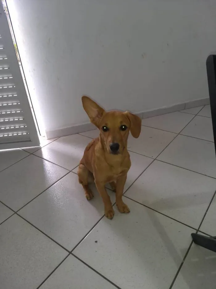 Cachorro ra a SRD idade 3 anos nome Uber