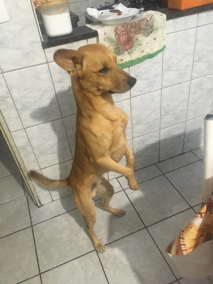 Cachorro ra a SRD idade 3 anos nome Uber