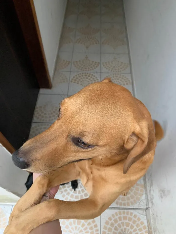 Cachorro ra a SRD idade 3 anos nome Uber