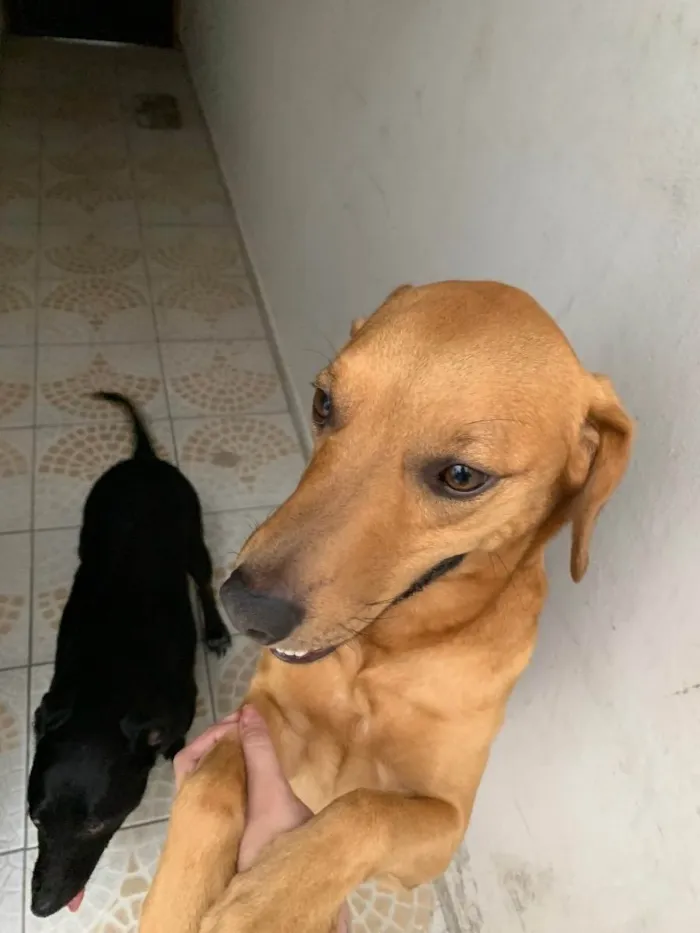 Cachorro ra a SRD idade 3 anos nome Uber