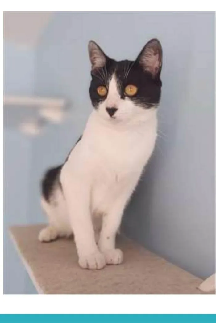 Gato ra a srd frajolinha  idade 1 ano nome MAGGIE