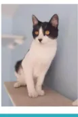 MAGGIE