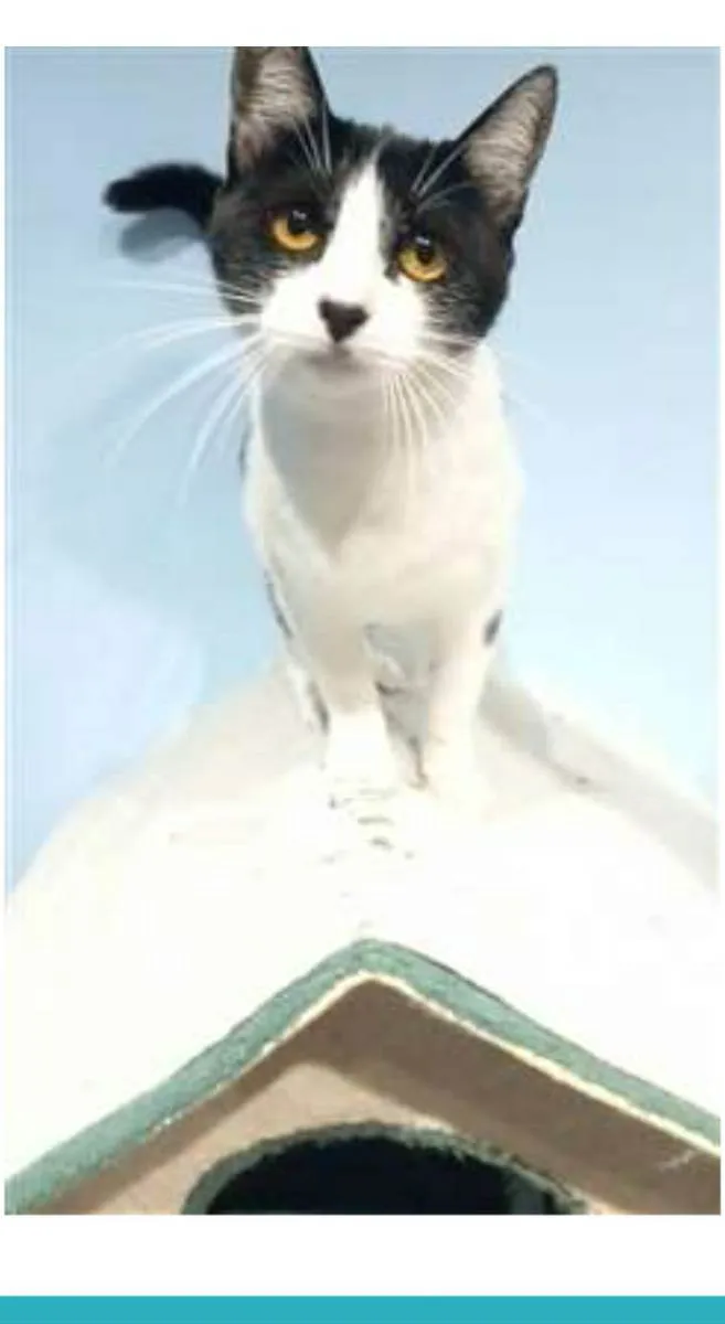 Gato ra a srd frajolinha  idade 1 ano nome MAGGIE
