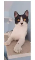 MAGGIE