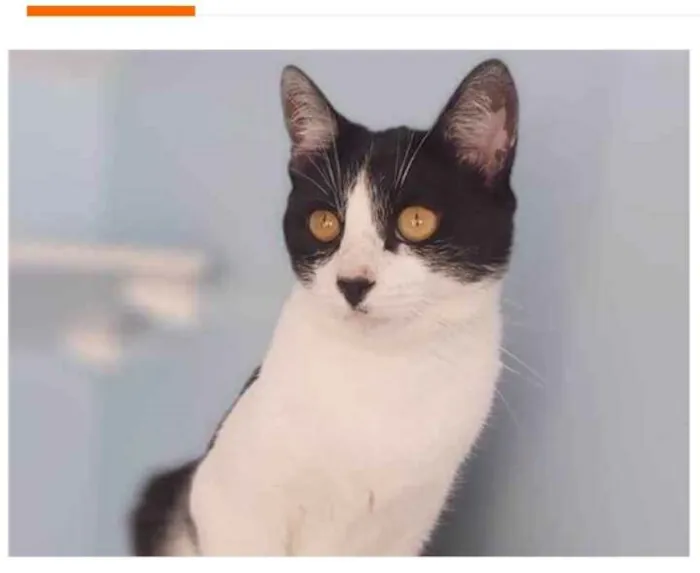 Gato ra a srd frajolinha  idade 1 ano nome MAGGIE