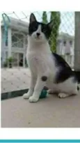 MAGGIE