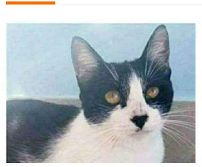 Gato ra a srd frajolinha  idade 1 ano nome MAGGIE