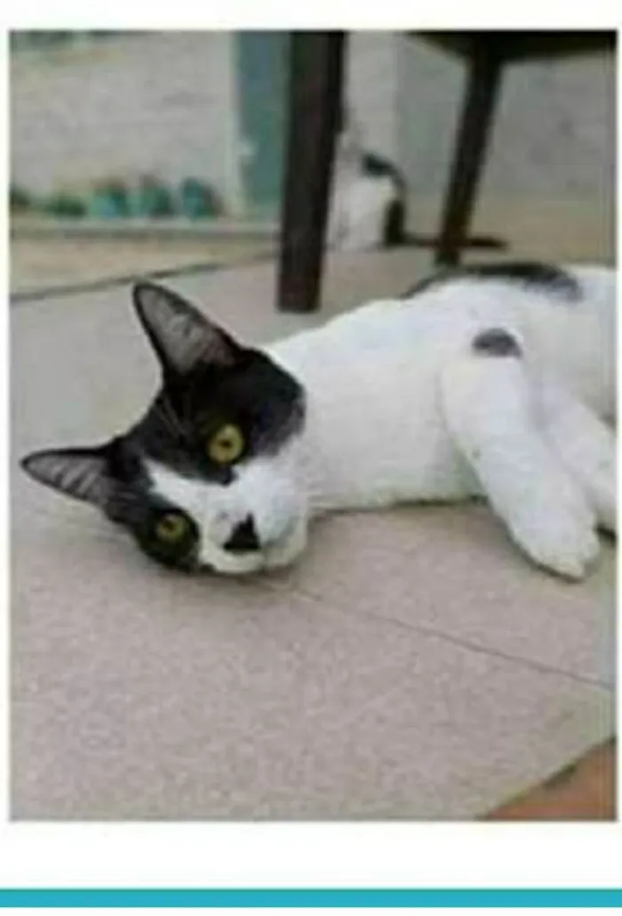 Gato ra a srd frajolinha  idade 1 ano nome MAGGIE