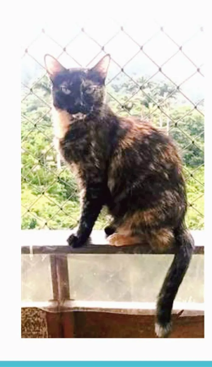 Gato ra a srd escaminha  idade 5 anos nome MEG