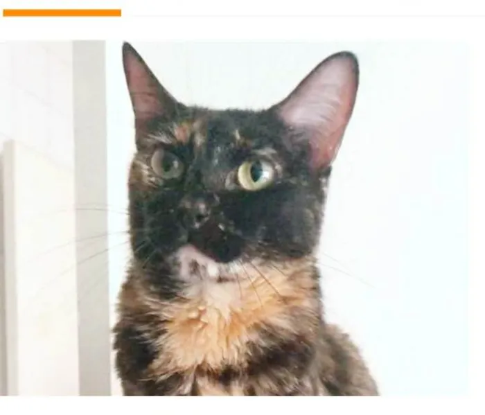 Gato ra a srd escaminha  idade 5 anos nome MEG