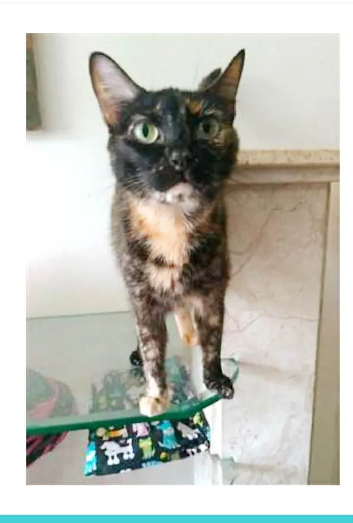 Gato ra a srd escaminha  idade 5 anos nome MEG