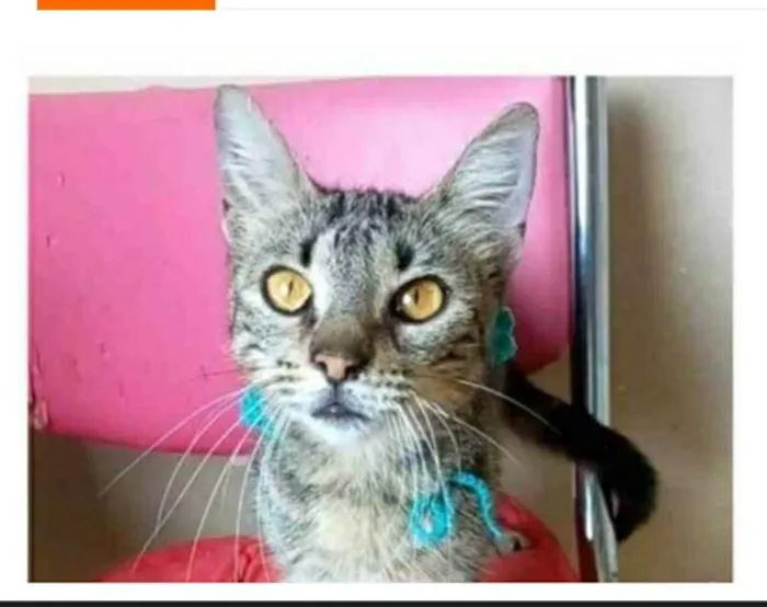 Gato ra a srd tigradinha idade 7 a 11 meses nome NINA